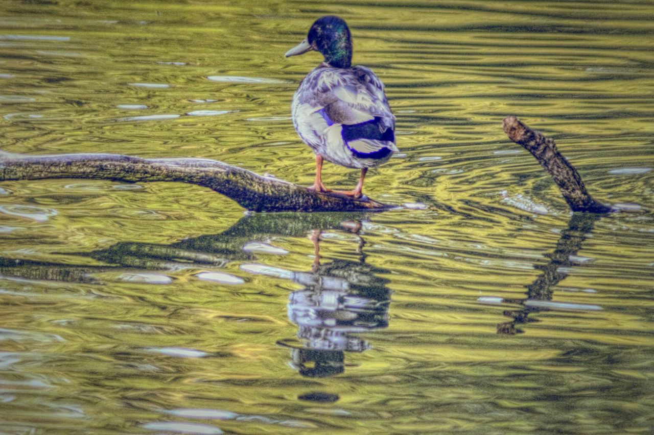 water, animal, animal themes, vertebrate, animal wildlife, bird, animals in the wild, lake, group of animals, reflection, no people, nature, day, two animals, waterfront, swimming, outdoors, floating on water