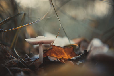 Close-up of dry autumn leaves on land