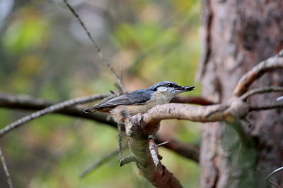 Close-up of bird perching on tree