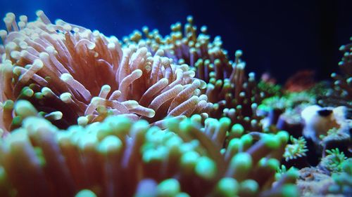 Close-up of corals in sea