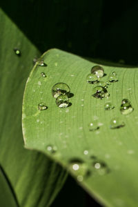 Close-up of raindrops on green leaves