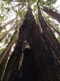 Low angle view of trees in the forest