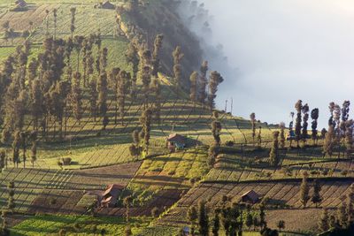 High angle view of agricultural field at bromo tengger semeru national park