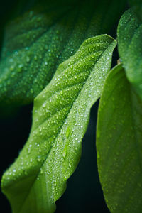 Close-up of wet plant