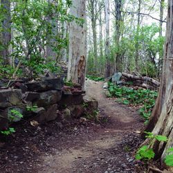 Trees in forest