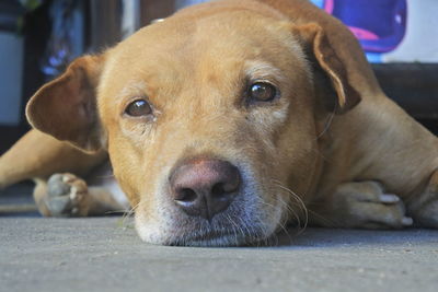 Close-up portrait of dog resting