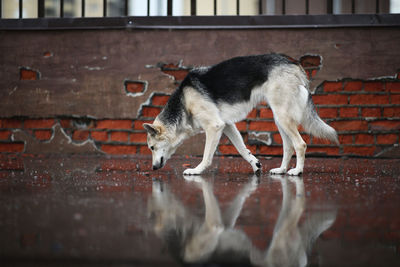 Side view of a dog