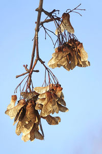 Low angle view of dry leaves against clear blue sky