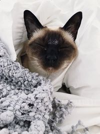 Close-up of cat relaxing on bed