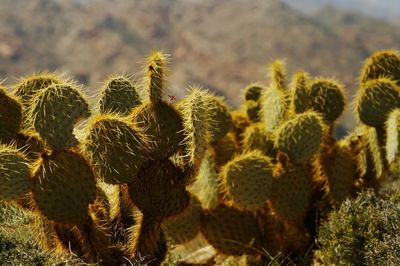 Close-up of cactus growing on field