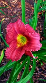 Close-up of pink flowers blooming outdoors