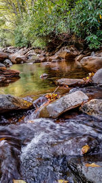 River flowing through forest