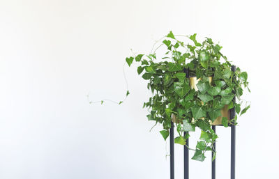 Close-up of potted plant against white background