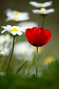 Close-up of red poppy blooming in field