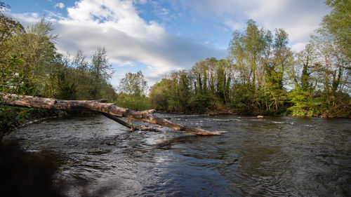 Scenic view of river amidst trees against sky