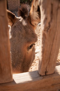 Donkey between the fence