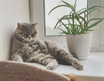 Portrait of cat by window at home