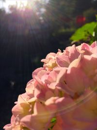 Close-up of pink flowers