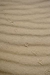 High angle view of footprints on beach