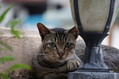 Close-up portrait of a cat