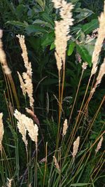 Close-up of plants growing on field