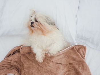 Portrait of dog lying on bed