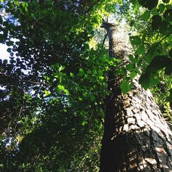 Low angle view of tree in forest