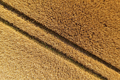 Aerial view of wheat field and tracks from tractor, agricultural texture, wheat farm from above