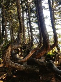 Trees growing in forest