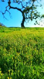 Scenic view of grassy field against sky