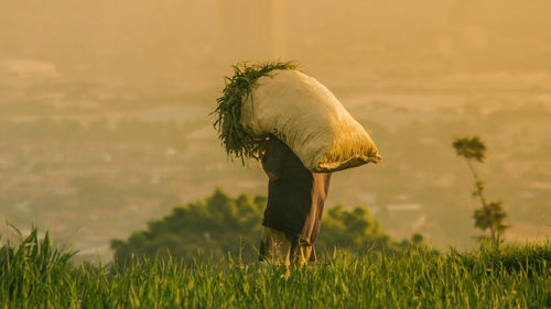 View of a bird on field
