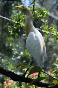Close-up of heron perching on tree
