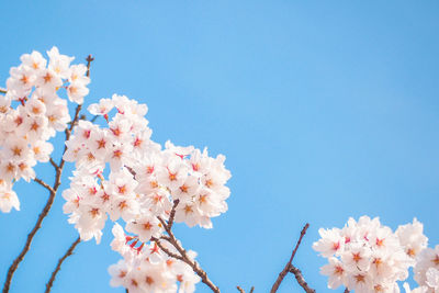 Low angle view of cherry blossoms against sky