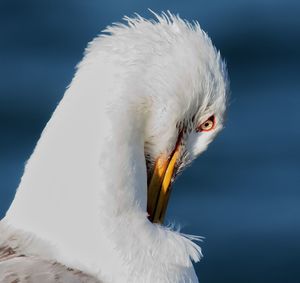 Close-up of seagull