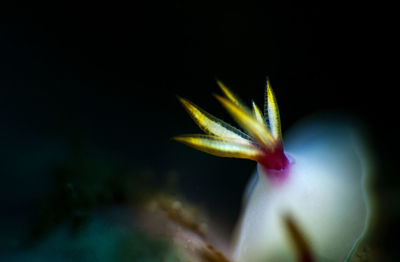 Close-up of plant against black background