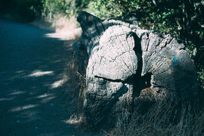 Close-up of tree trunk on field in forest