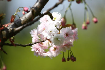 Close-up of cherry blossoms in spring