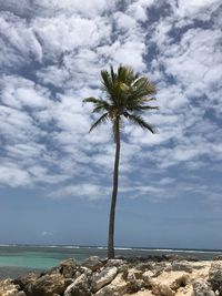Palm trees on beach against sky