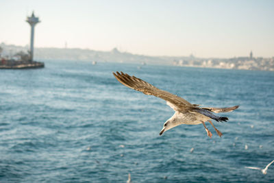 Seagull flying over sea against clear sky