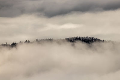 Scenic view of trees against sky during foggy weather