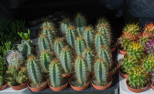 High angle view of potted plants