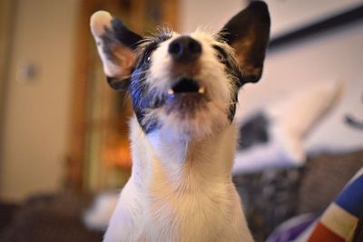 Close-up portrait of dog