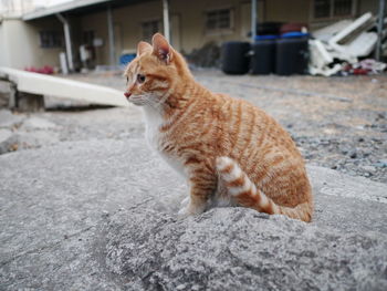 Cat sitting outdoors