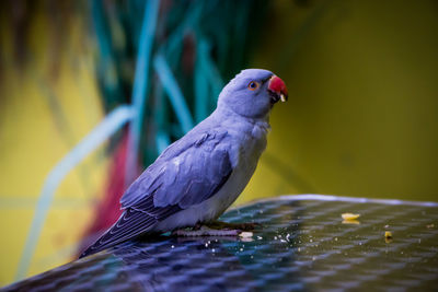 Close-up of bird perching on branch