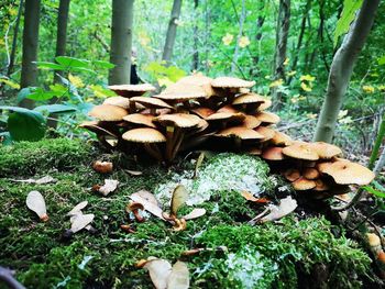 Close-up of mushrooms growing on field in forest