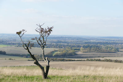 Tree on field against sky