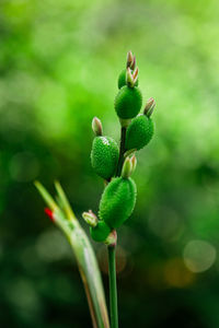 Close-up of flower buds growing on plant