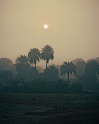 Silhouette palm trees on field against sky at sunset