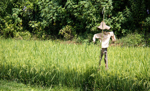 Scarecrow on field