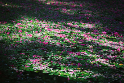 Close-up of flowers blooming on plant